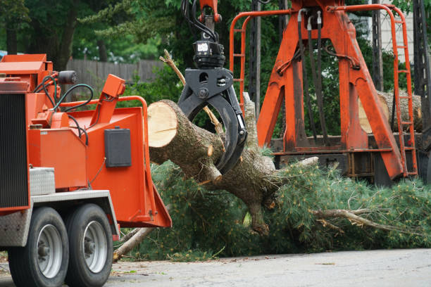 Best Dead Tree Removal  in Robinson, TX